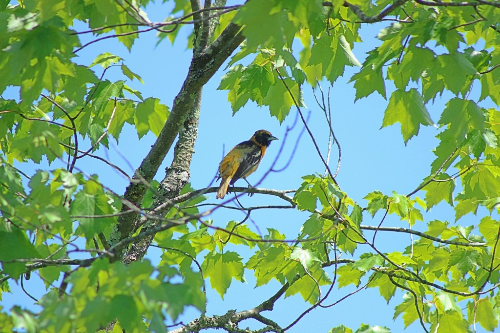 Species Spotlight: Baltimore Oriole | Nothing to Crow About