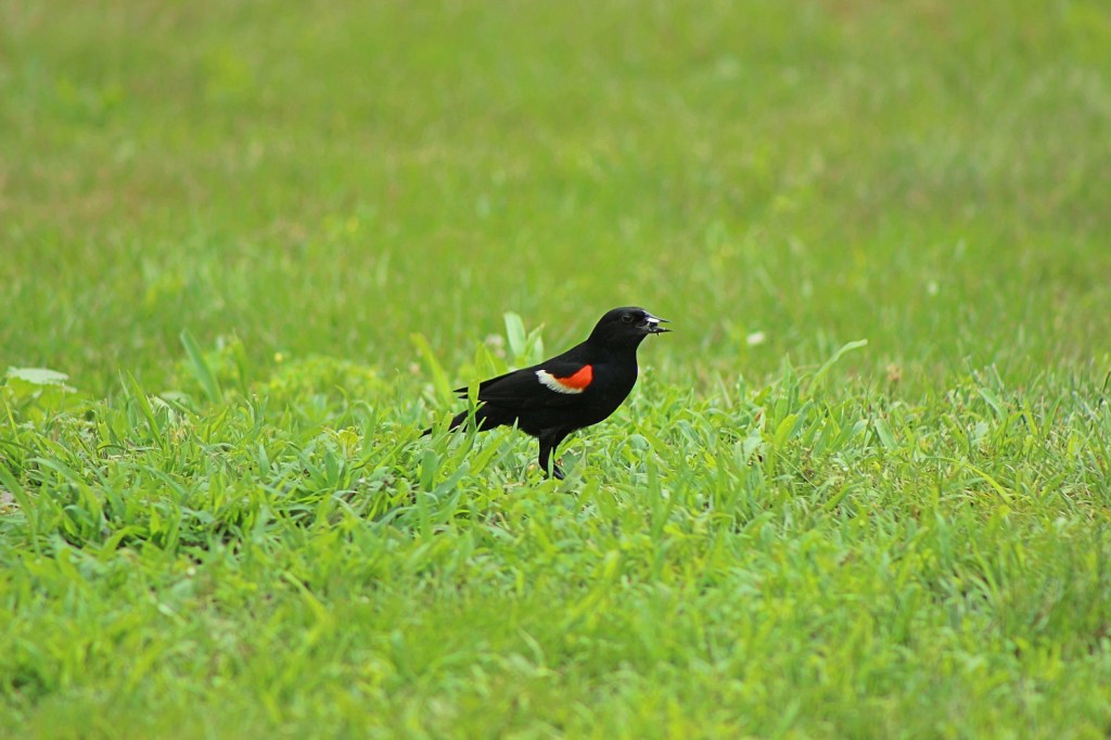 Species Spotlight: Baltimore Oriole | Nothing to Crow About
