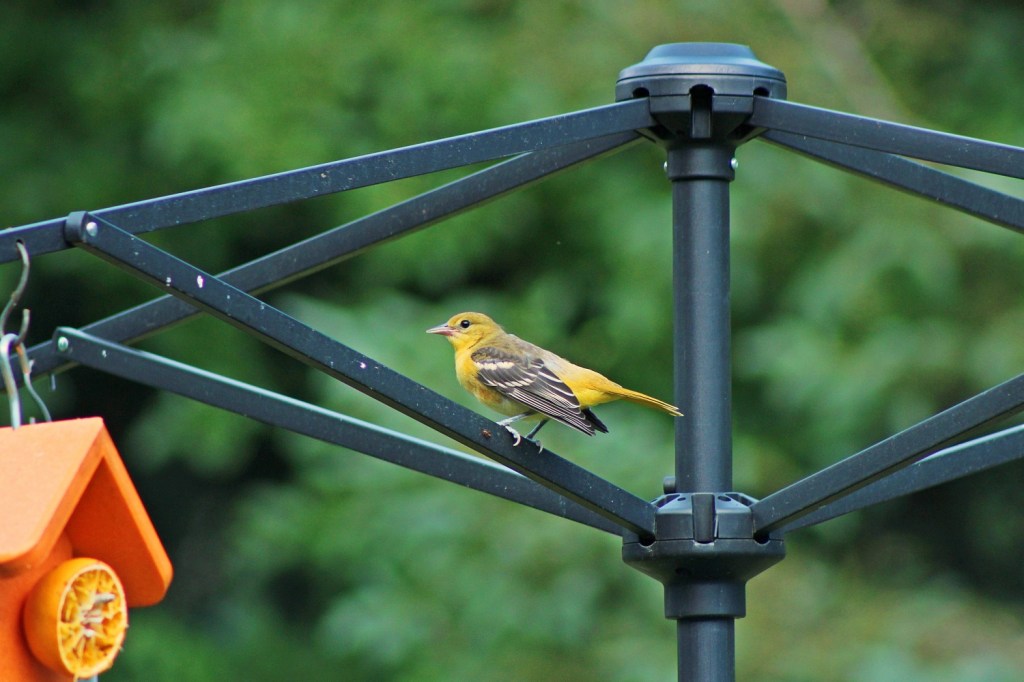 Species Spotlight: Baltimore Oriole | Nothing to Crow About